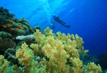 Scuba diving on a colorful tropical coral reef
