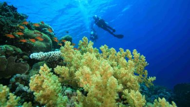Scuba diving on a colorful tropical coral reef