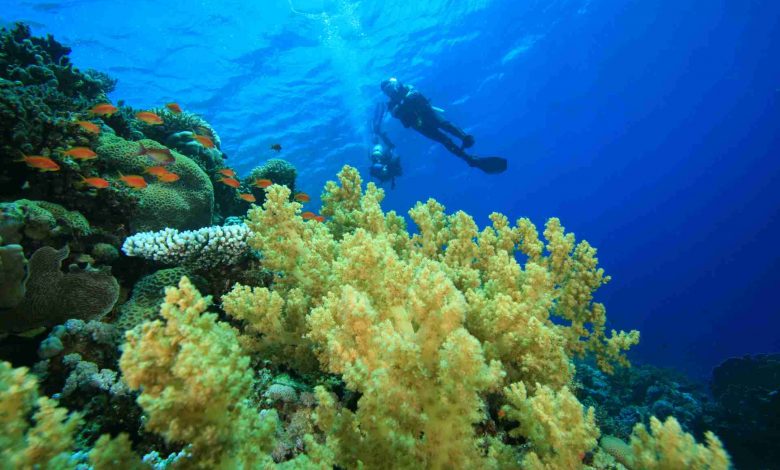 Scuba diving on a colorful tropical coral reef