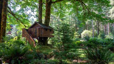 Wooden tree house nestled in a lush forest