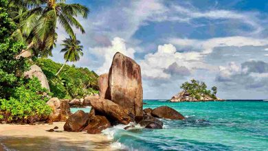 Beach with palm tree and rocks landscape