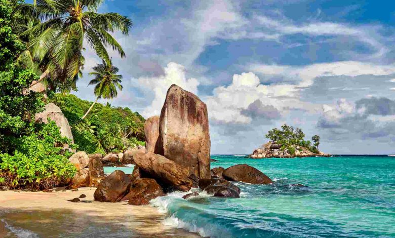 Beach with palm tree and rocks landscape