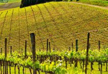 Hill of tuscany with vineyard in the chianti regio