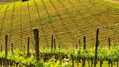 Hill of tuscany with vineyard in the chianti regio