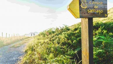 Camino de santiago trail sign amidst verdant green