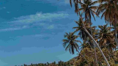 An empty heavenly beach in the caribbeans with pal