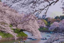 Cherry blossoms at tokyo chidorigafuchi