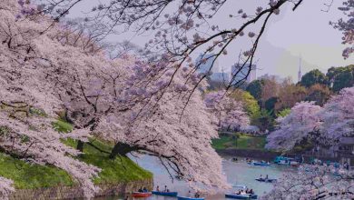 Cherry blossoms at tokyo chidorigafuchi