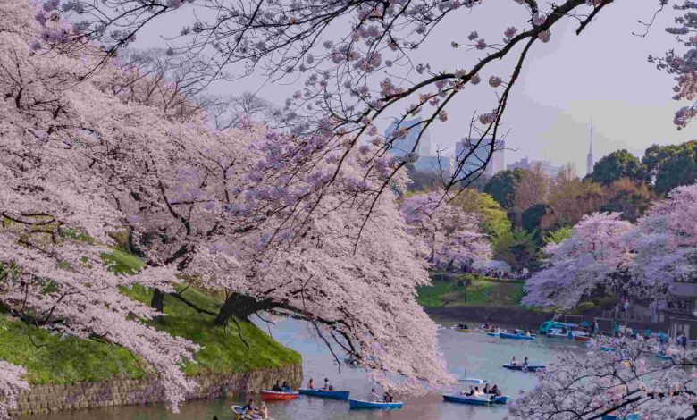 Cherry blossoms at tokyo chidorigafuchi