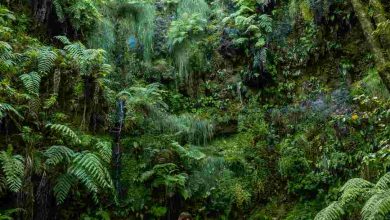 Walking in the great green natural vegetation of t