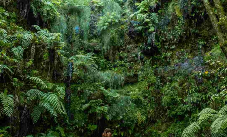 Walking in the great green natural vegetation of t