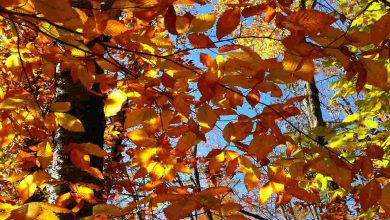 Golden autumn leaves against a clear blue sky