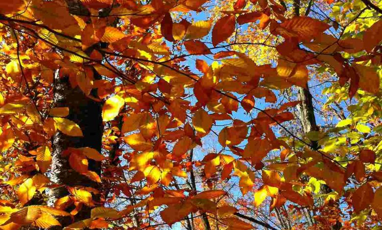 Golden autumn leaves against a clear blue sky