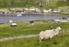 Sheep grazing on faroe islands coastline green sc