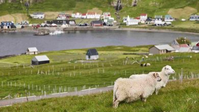 Sheep grazing on faroe islands coastline green sc