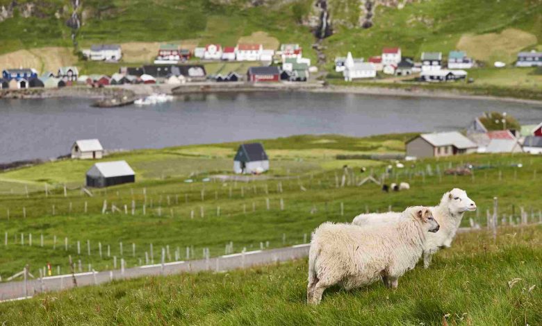 Sheep grazing on faroe islands coastline green sc