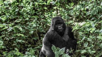 Silverback mountain gorilla in the virunga nationa