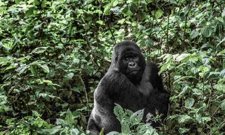 Silverback mountain gorilla in the virunga nationa