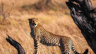 A beautiful tanzania wildlife picture of world
