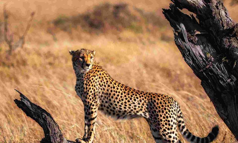 A beautiful tanzania wildlife picture of world