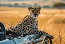 Resting cheetah sitting on top of vehicle