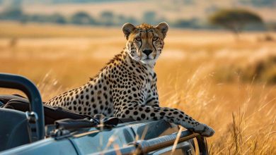 Resting cheetah sitting on top of vehicle