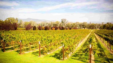 Alpine valley vines in autumn
