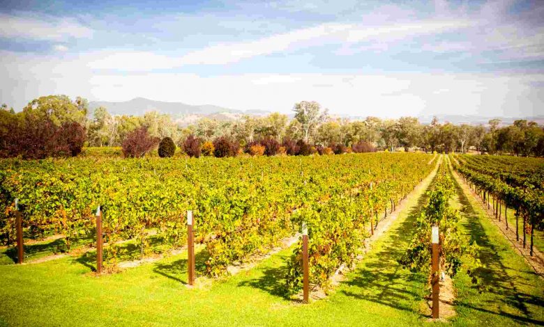 Alpine valley vines in autumn