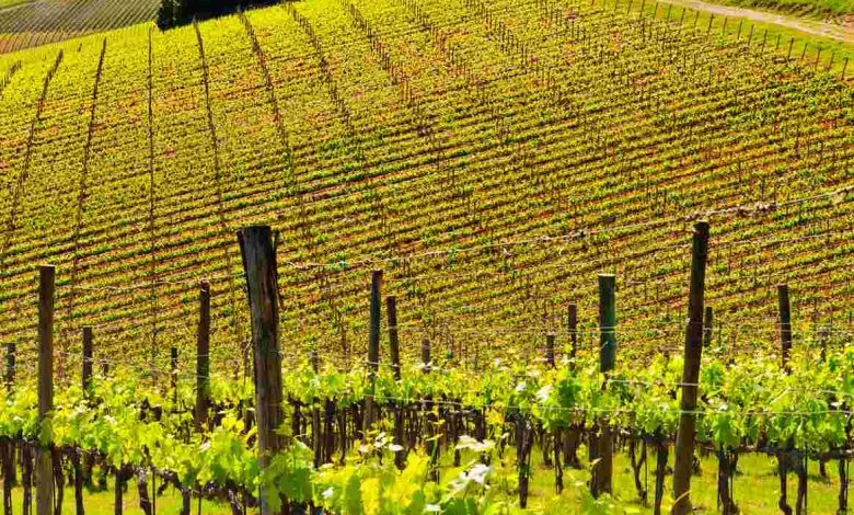 Hill of tuscany with vineyard in the chianti regio