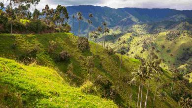 Verdant green hills with palm trees and cloudy sky