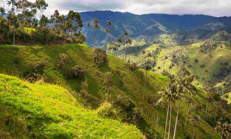 Verdant green hills with palm trees and cloudy sky