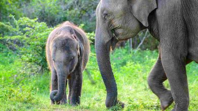 Cute baby and the mother elephant foraging togethe