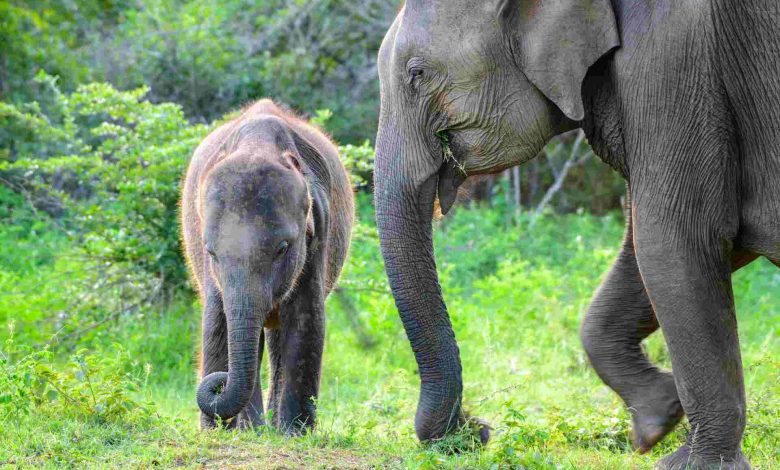 Cute baby and the mother elephant foraging togethe