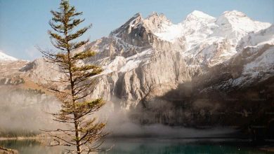 Pine tree by a lake with snowy mountains behind