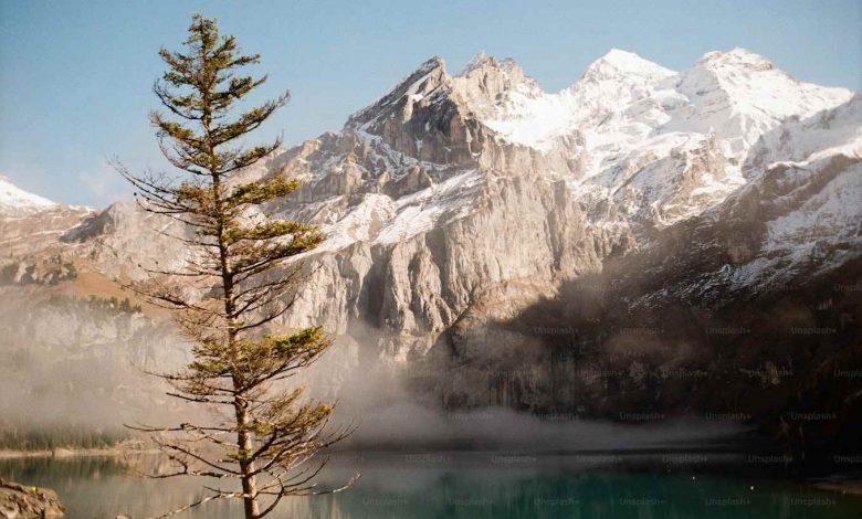 Pine tree by a lake with snowy mountains behind