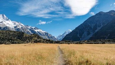 A path leads through a golden field towards majest