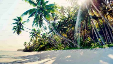 Tropical beach travel holiday vacation leisure nat