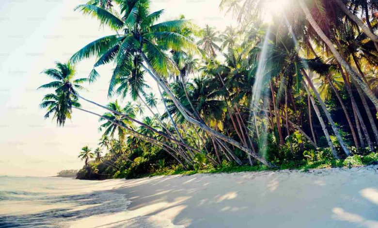 Tropical beach travel holiday vacation leisure nat
